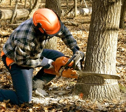Tree Removal in Sledge, MS